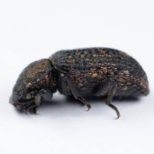 Attēlu rezultāti vaicājumam “Bolitophagus reticulatus imago”