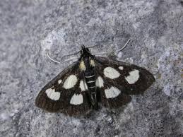 Attēlu rezultāti vaicājumam “Anania funebris”