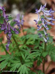 Attēlu rezultāti vaicājumam “Corydalis solida flower”
