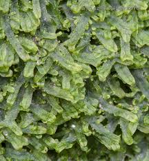 Attēlu rezultāti vaicājumam “Metzgeria furcata”