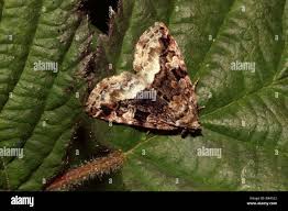 Attēlu rezultāti vaicājumam “Protodeltote pygarga”