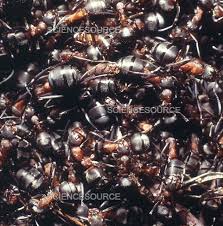 Attēlu rezultāti vaicājumam “Formica rufa”