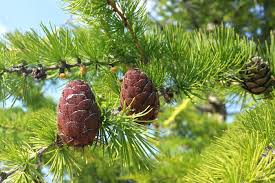 Attēlu rezultāti vaicājumam “Larix sibirica”