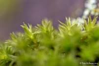 Attēlu rezultāti vaicājumam “Orthotrichum lyellii”