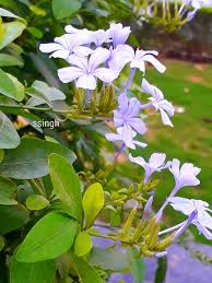 Attēlu rezultāti vaicājumam “Plumbaginaceae”