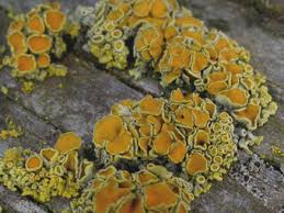 Attēlu rezultāti vaicājumam “Xanthoria polycarpa”