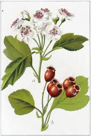 Attēlu rezultāti vaicājumam “Crataegus”