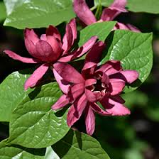 Attēlu rezultāti vaicājumam “Calycanthus floridus”