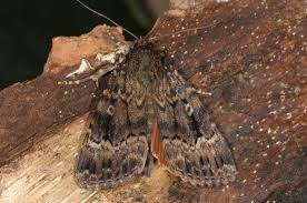 Attēlu rezultāti vaicājumam “Amphipyra”