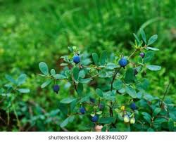 Attēlu rezultāti vaicājumam “Vaccinium uliginosum”