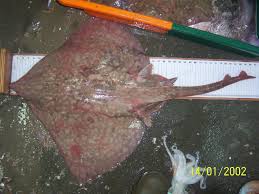 Image result for Dipturus batis