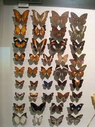 Attēlu rezultāti vaicājumam “Nymphalidae”