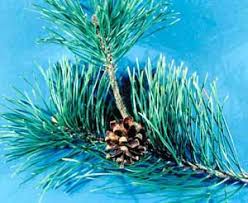 Attēlu rezultāti vaicājumam “Pinus mugo fruit”