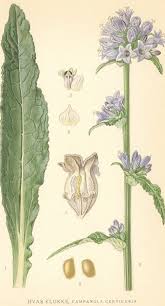 Attēlu rezultāti vaicājumam “Campanula cervicaria flower”