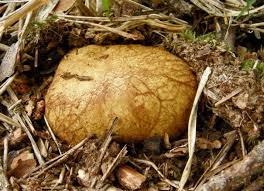 Attēlu rezultāti vaicājumam “Rhizopogon luteolus”