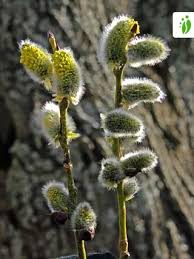 Attēlu rezultāti vaicājumam “Salix caprea bud”