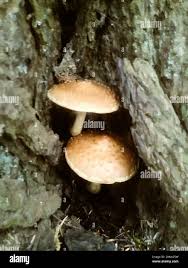 Attēlu rezultāti vaicājumam “Stropharia albocrenulata”