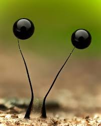 Attēlu rezultāti vaicājumam “Comatricha nigra spores”