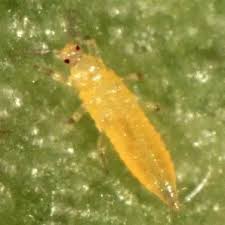 Attēlu rezultāti vaicājumam “Thysanoptera”