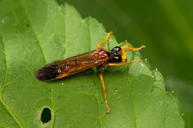 Attēlu rezultāti vaicājumam “Tenthredo campestris”