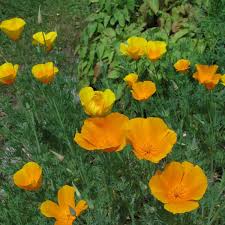 Attēlu rezultāti vaicājumam “Eschscholzia californica fruit”