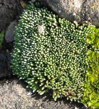 Attēlu rezultāti vaicājumam “Bryum argenteum”