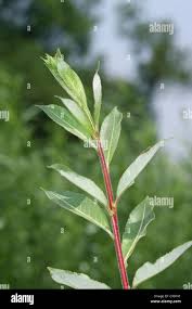 Attēlu rezultāti vaicājumam “Salix daphnoides”