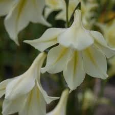 Attēlu rezultāti vaicājumam “Gladiolus imbricatus bud”