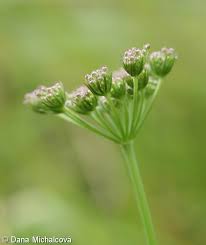 Attēlu rezultāti vaicājumam “Selinum carvifolia flower”