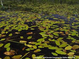 Attēlu rezultāti vaicājumam “Potamogeton natans leaf”