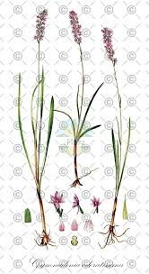 Attēlu rezultāti vaicājumam “Gymnadenia conopsea fruit”