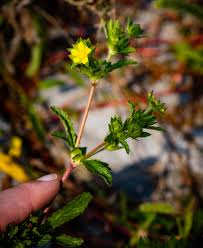 Attēlu rezultāti vaicājumam “Potentilla norvegica flower”