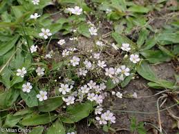 Attēlu rezultāti vaicājumam “Gypsophila muralis fruit”