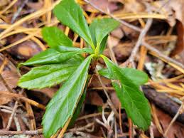 Attēlu rezultāti vaicājumam “Chimaphila umbellata leaf”