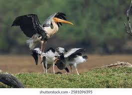 Attēlu rezultāti vaicājumam “Ciconia ciconia juvenile”