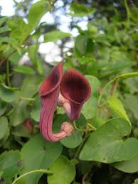 Attēlu rezultāti vaicājumam “Aristolochiaceae”