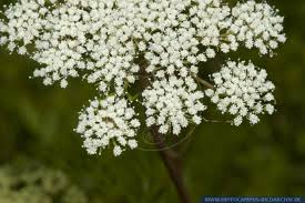 Attēlu rezultāti vaicājumam “Cnidium dubium”