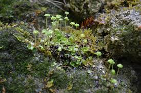 Attēlu rezultāti vaicājumam “Preissia quadrata”