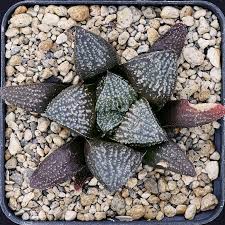 Image result for Haworthia mix