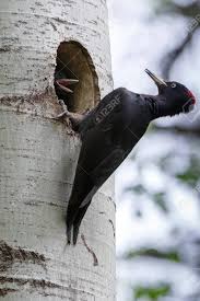 Attēlu rezultāti vaicājumam “Dryocopus martius nest”