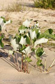 Attēlu rezultāti vaicājumam “Petasites spurius”