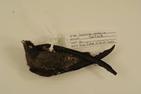 Image result for Chaetura pelagica