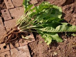 Attēlu rezultāti vaicājumam “Armoracia rusticana”