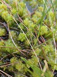 Attēlu rezultāti vaicājumam “Sphagnum cuspidatum”