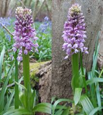Attēlu rezultāti vaicājumam “Orchis mascula bud”