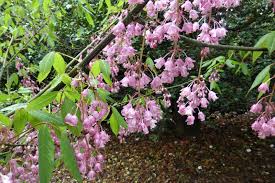 Attēlu rezultāti vaicājumam “Dicranella staphylina”