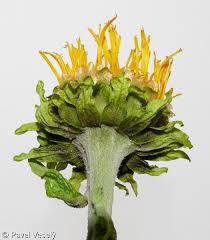 Attēlu rezultāti vaicājumam “Telekia speciosa bud”