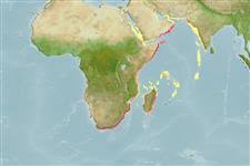 Image result for Diplodus capensis