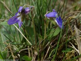 Attēlu rezultāti vaicājumam “Viola rupestris bud”