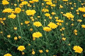 Image result for Anthemis tinctoria